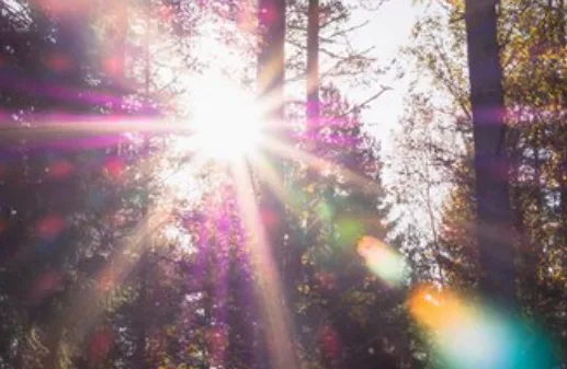 Sunlight streaming through tall forest trees