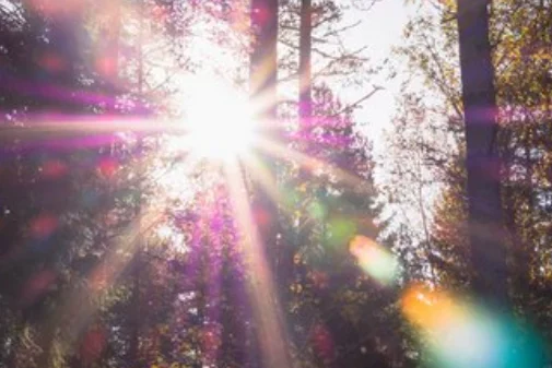 Sunlight streaming through tall forest trees